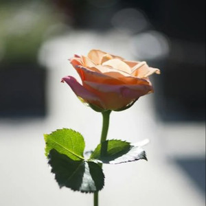 人乳porono特大吃奶会癌变吗
